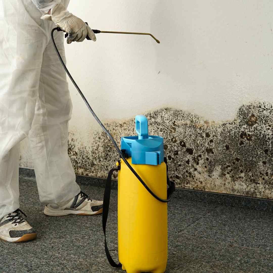 specialist removing mold in an apartment